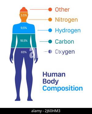 Abbildung des Vektorgrafiks für die Körperzusammensetzung von Frauen. Prozentuale Liste der chemischen Elemente, die in einem menschlichen Körper enthalten sind. Stock Vektor