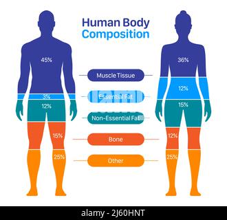 Vergleich der gesunden männlichen und weiblichen Körperzusammensetzung. Abbildung des Vektorgrafiks der menschlichen Körperzusammensetzung. Stock Vektor