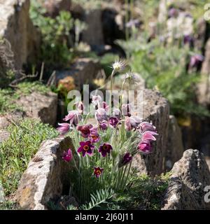 Pulsatilla rubra, auch bekannt als rote Passqueblume: Klumpenbildende alpine Steinpflanze mit roten Blüten, die später zu weichen, federleichten Samenköpfen werden. Stockfoto