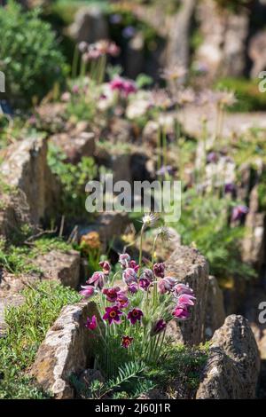 Pulsatilla rubra, auch bekannt als rote Passqueblume: Klumpenbildende alpine Steinpflanze mit roten Blüten, die später zu weichen, federleichten Samenköpfen werden. Stockfoto