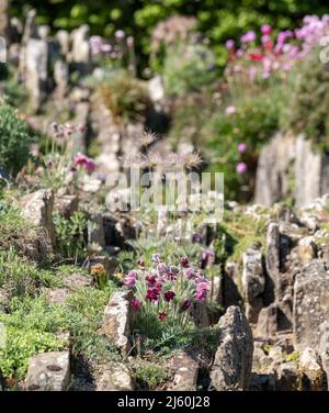 Pulsatilla rubra, auch bekannt als rote Passqueblume: Klumpenbildende alpine Steinpflanze mit roten Blüten, die später zu weichen, federleichten Samenköpfen werden. Stockfoto