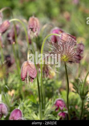 Pulsatilla rubra, auch bekannt als rote Passqueblume: Klumpenbildende alpine Steinpflanze mit roten Blüten, die später zu weichen, federleichten Samenköpfen werden. Stockfoto