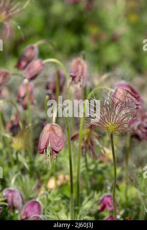 Pulsatilla rubra, auch bekannt als rote Passqueblume: Klumpenbildende alpine Steinpflanze mit roten Blüten, die später zu weichen, federleichten Samenköpfen werden. Stockfoto