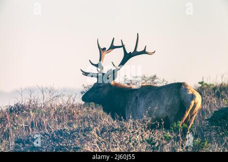 Der Tule-Elchbulle Cervus canadensis nannodes im Tule Elks Reserve in Point Reyes National Seashore, Kalifornien, USA. Stockfoto