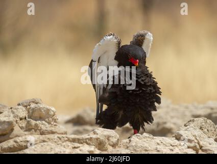 Bateleur (Terathopius ecaudatus) Kgalagadi Transfrontier Park, Südafrika Stockfoto