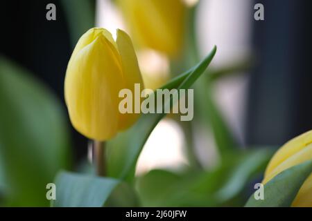 Gelbe Tulpe Nahaufnahme, selektiver Fokus. Strauß frischer gelber Ostertulpenblüten. Nahaufnahme der gelben Tulpe bei Hintergrundbeleuchtung auf einem natürlich verschwommenen Hintergrund. Selektiver Weichzeichner Stockfoto