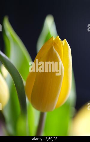 Gelbe Tulpe Nahaufnahme, selektiver Fokus. Strauß frischer gelber Ostertulpenblüten. Nahaufnahme der gelben Tulpe bei Hintergrundbeleuchtung auf einem natürlich verschwommenen Hintergrund. Selektiver Weichzeichner Stockfoto