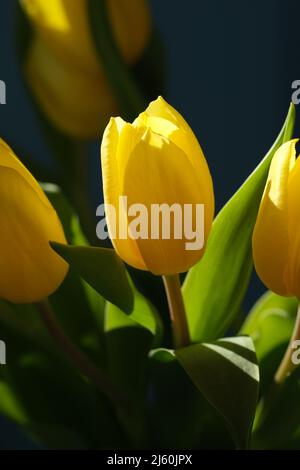 Gelbe Tulpe Nahaufnahme, selektiver Fokus. Strauß frischer gelber Ostertulpenblüten. Nahaufnahme der gelben Tulpe bei Hintergrundbeleuchtung auf einem natürlich verschwommenen Hintergrund. Selektiver Weichzeichner Stockfoto