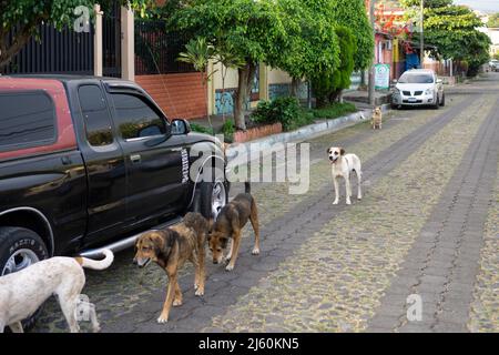 Juayua, El Salvador - 29. Januar 2022: Streunende Hunde wandern durch Wohnstraßen in Juayua in El Salvador Stockfoto