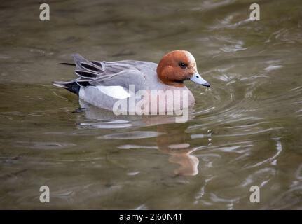 Der Lake District in Cumbria bietet einige der schönsten Vögel entlang des Lake Windermere und Lake Buttermere und Grange over Sands. Stockfoto