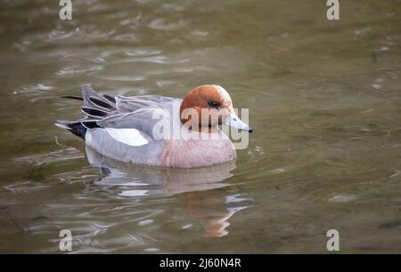 Der Lake District in Cumbria bietet einige der schönsten Vögel entlang des Lake Windermere und Lake Buttermere und Grange over Sands. Stockfoto