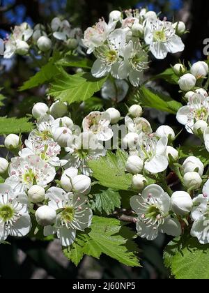 Crataegus Blossom, gemeinhin Weißdorn oder Weißdorn oder Dornbusch genannt, manchmal auch Maikaum, Weißdorn oder Weißbeere genannt, Stockfoto