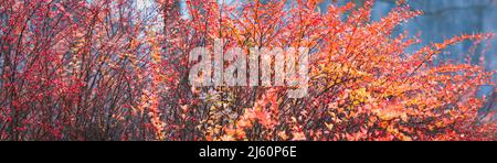 Roter Herbstlaub Hintergrund, japanischer Berberbusch im Herbstpark, Breite Bannergröße Stockfoto