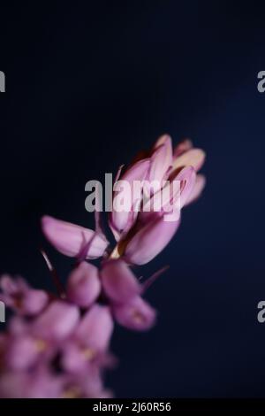 Lila Blume Blüte Hyacinthoides Familie Asparagaceae Nahaufnahme botanischen Hintergrund moderne hohe Qualität große Größe Drucke Haus Dekor Wandposter Agri Stockfoto