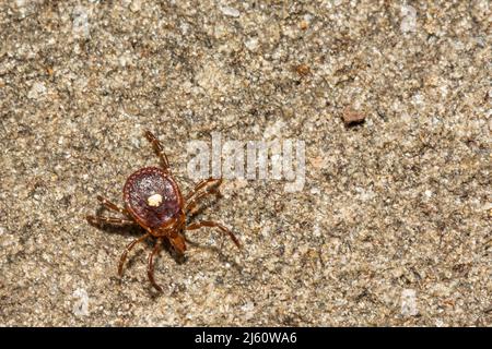 Lone Star Tick - Amblyomma americanum Stockfoto