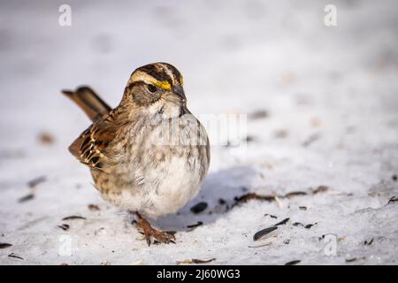 Weißkehlspatzen fressen an einem Wintertag in einem Park Sonnenblumenkerne. Stockfoto