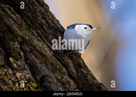 Weißbrustnutscher, der an einem kalten Wintermorgen nach Nahrung gefahngt. Stockfoto