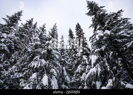Verschneite Winterwaldbäume in kalten und bewölkten Morgen. Stockfoto
