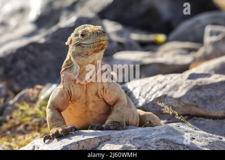 Barrington Land iguana (Conolophus pallidus) auf der Insel Santa Fe, Galapagos-Nationalpark, Ecuador. Sie ist endemisch auf der Insel Santa Fe. Stockfoto