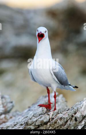 Red-billed Gull an der Küste von Kaikoura Halbinsel, Südinsel, Neuseeland. Dieser Vogel ist in Neuseeland. Stockfoto