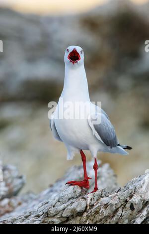 Red-billed Gull an der Küste von Kaikoura Halbinsel, Südinsel, Neuseeland. Dieser Vogel ist in Neuseeland. Stockfoto