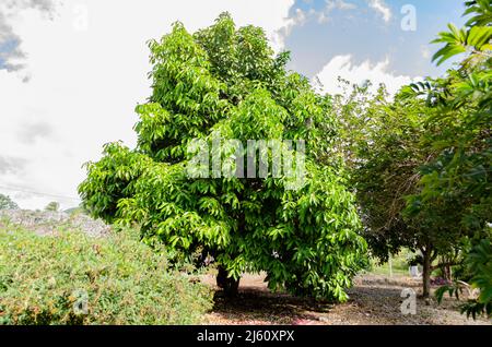 Ein großer otaheite-Apfelbaum mit roten Blüten im Inneren wächst in einem Obstgarten unter dem bewölkten Himmel. Stockfoto