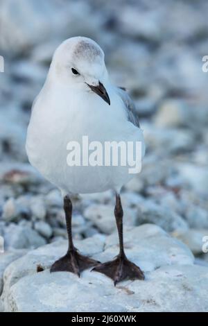 Schwarzschnabelmöwe auf der Halbinsel Kaikoura, Südinsel, Neuseeland. Es ist nur in Neuseeland zu finden. Stockfoto