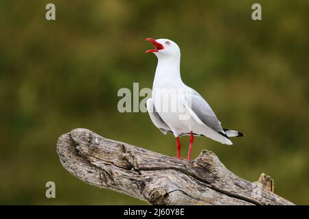 Red-billed Gull, Kaikoura Halbinsel, Südinsel, Neuseeland. Dieser Vogel ist in Neuseeland. Stockfoto