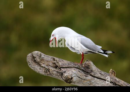 Red-billed Gull, Kaikoura Halbinsel, Südinsel, Neuseeland. Dieser Vogel ist in Neuseeland. Stockfoto