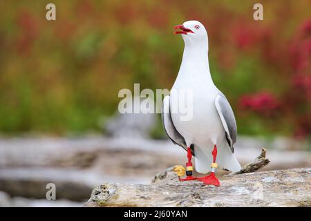 Red-billed Gull mit Bands auf die Beine, Kaikoura Halbinsel, Südinsel, Neuseeland. Dieser Vogel ist in Neuseeland. Stockfoto