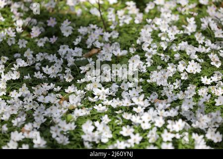 Heiligendamm, Deutschland. 26. April 2022. Im Ostseebad sorgen die blühenden Holzanemonen (Anemone nemorosa) unter den Buchen für einen weißen Blumenteppich, auf den die Bäume ihre Schatten werfen. Die Pflanze ist eine typische Frühlingsblume. Sie blüht, wenn die Bäume immer noch wenig oder kein Laub haben und viel Sonnenlicht auf den Waldboden fällt. Die wichtigste Blütezeit ist März bis Mai. Quelle: Bernd Wüstneck/dpa/ZB/dpa/Alamy Live News Stockfoto