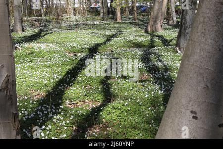 Heiligendamm, Deutschland. 26. April 2022. Im Ostseebad sorgen die blühenden Holzanemonen (Anemone nemorosa) unter den Buchen für einen weißen Blumenteppich, auf den die Bäume ihre Schatten werfen. Die Pflanze ist eine typische Frühlingsblume. Sie blüht, wenn die Bäume immer noch wenig oder kein Laub haben und viel Sonnenlicht auf den Waldboden fällt. Die wichtigste Blütezeit ist März bis Mai. Quelle: Bernd Wüstneck/dpa/ZB/dpa/Alamy Live News Stockfoto