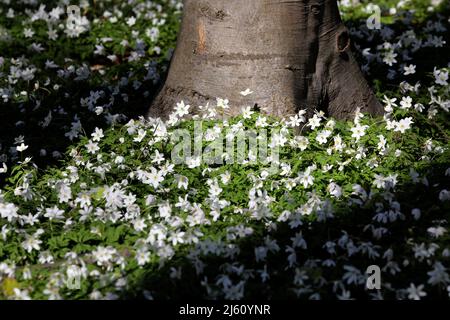 Heiligendamm, Deutschland. 26. April 2022. Im Ostseebad sorgen die blühenden Holzanemonen (Anemone nemorosa) unter den Buchen für einen weißen Blumenteppich, auf den die Bäume ihre Schatten werfen. Die Pflanze ist eine typische Frühlingsblume. Sie blüht, wenn die Bäume immer noch wenig oder kein Laub haben und viel Sonnenlicht auf den Waldboden fällt. Die wichtigste Blütezeit ist März bis Mai. Quelle: Bernd Wüstneck/dpa/ZB/dpa/Alamy Live News Stockfoto