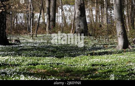 Heiligendamm, Deutschland. 26. April 2022. Im Ostseebad sorgen die blühenden Holzanemonen (Anemone nemorosa) unter den Buchen für einen weißen Blumenteppich, auf den die Bäume ihre Schatten werfen. Die Pflanze ist eine typische Frühlingsblume. Sie blüht, wenn die Bäume immer noch wenig oder kein Laub haben und viel Sonnenlicht auf den Waldboden fällt. Die wichtigste Blütezeit ist März bis Mai. Quelle: Bernd Wüstneck/dpa/ZB/dpa/Alamy Live News Stockfoto