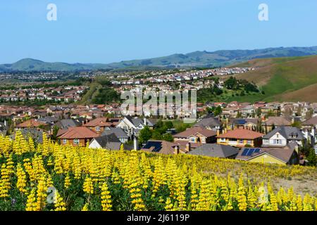 Landschaftlich schöner Blick auf das goldene Lupinenfeld am Hang. Hintergrund verschwommene Ansicht gehobene Wohnvorstadtviertel auf sanften Hügeln in San Ramon, Calif Stockfoto