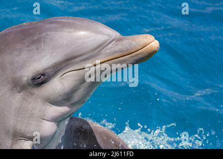 Großer Tümmler, Tursiops truncatus, Curacao, Niederländische Antillen, Karibik. Stockfoto