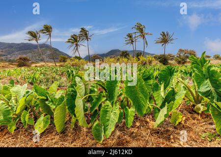 Das trockene Land Taro, Colocasia esculenta, auf Hawaii als Kalo bekannt, ist eine kulturell bedeutsame Ernte und Hawaiis staatliche Pflanze. Es ist eine stärkehaltige Wurzelpflanze Stockfoto