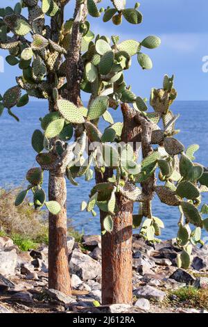 Große Kakteen aus Kakteen mit Kakteen aus Kakteen (Opuntia galapageia) auf der Insel Santa Fe, Galapagos-Nationalpark, Ecuador. Sie ist endemisch auf den Galapagos-Inseln. Stockfoto