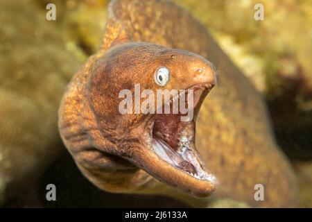 Der Weißäugige Muränen-Aal, Gymnothorax thyrsoideus, wird auch der grauschwanzmoränen-Aal, die Sommersprossen-Muräne oder schlanke Muräne, Philippinen genannt. Stockfoto