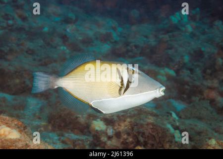 Der lei triggerfish, Sufflamen bursa, wird am häufigsten gesehen, Nahrungssuche allein, obwohl Paare gelegentlich interagieren, Hawaii. Stockfoto