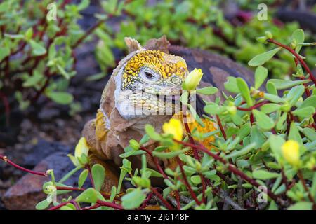 Galapagos Land iguana (Conolophus subcristatus) beim Blumenessen auf der Insel South Plaza, Galapagos Nationalpark, Ecuador. Sie ist endemisch bei den Galapagos Stockfoto