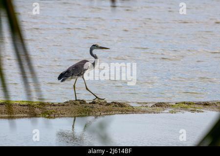 Schöne Aufnahmen von Feuchtgebieten Vögel in natürlichen Lebensraum stehen in Wasser See Teich grünes Gras hell sonnigen Tag Hintergrund Tapete indien tamilnadu Stockfoto