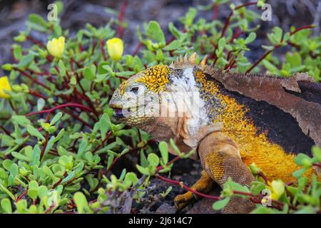 Galapagos Land iguana (Conolophus subcristatus) beim Blumenessen auf der Insel South Plaza, Galapagos Nationalpark, Ecuador. Sie ist endemisch bei den Galapagos Stockfoto