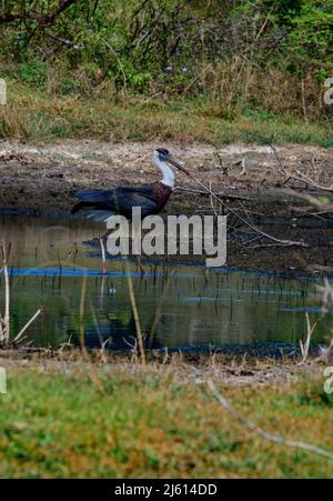 Weißhalsstorch oder Weißhalsstorch (Ciconia episcopus) auf der Suche nach Fischen im Grasland. Ein großer schwarz-weißer Storch, der in Asien und Afrika lebt. Stockfoto