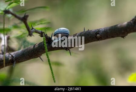 Makrofotografie, um Nahaufnahmen in der Wildnis von kleinen Motiven wie Insekten, Blumen und anderen kleinen Tieren in ihrer natürlichen Umgebung zu machen Stockfoto