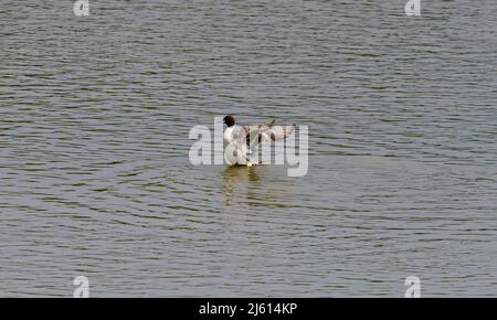 Schöne Aufnahmen von Feuchtgebieten Vögel in natürlichen Lebensraum stehen in Wasser See Teich grünes Gras hell sonnigen Tag Hintergrund Tapete indien tamilnadu Stockfoto