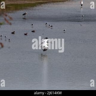 Schöne Aufnahmen von Feuchtgebieten Vögel in natürlichen Lebensraum stehen in Wasser See Teich grünes Gras hell sonnigen Tag Hintergrund Tapete indien tamilnadu Stockfoto