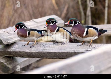 Drei männliche Wood Ducks (Aix sponsa) - Beckwith Park in Victoria, Vancouver Island, British Columbia, Kanada Stockfoto