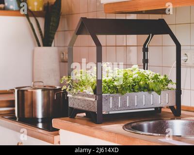 Hydroponisch angebautes Gemüse und Kräuter in der eigenen Küche mit hydroponischem Anbaukit Stockfoto