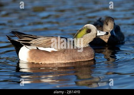 American Wigeon (Mareca americana) Männchen in der Esquimalt Lagoon - Colwood, in der Nähe von Victoria, Vancouver Island, British Columbia, Kanada Stockfoto